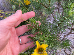 Euryops abrotanifolius