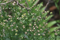Erigeron laevigatus