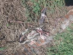 Python bivittatus