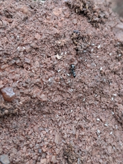 Formica fusca
