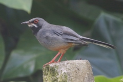 Turdus plumbeus