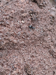 Formica fusca