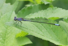 Enallagma cardenium