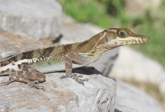 Anolis vermiculatus