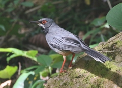 Turdus plumbeus