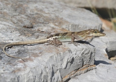 Anolis vermiculatus
