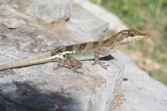 Anolis vermiculatus