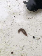 Dendrocoelum lacteum