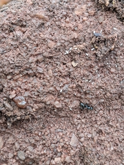 Formica fusca