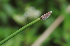 Eleocharis elegans