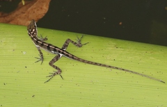 Anolis vermiculatus