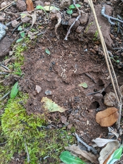 Formica fusca