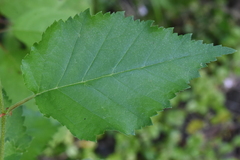 Betula occidentalis