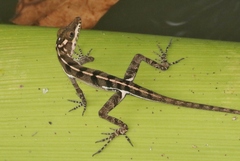 Anolis vermiculatus
