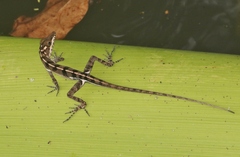 Anolis vermiculatus
