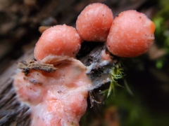 Lycogala epidendrum