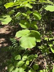 Fraxinus albicans