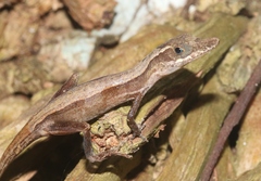 Anolis alutaceus