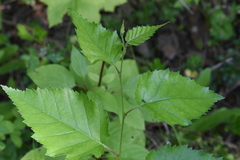 Betula occidentalis