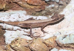 Anolis alutaceus
