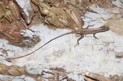 Anolis alutaceus