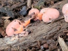 Lycogala epidendrum