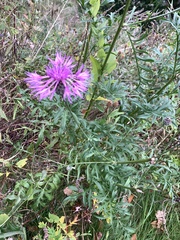 Centaurea scabiosa