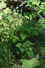 Betula occidentalis