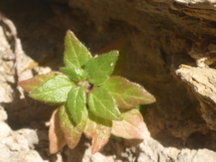 Parietaria judaica