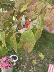 Cornus florida rubra
