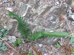 Polystichum munitum