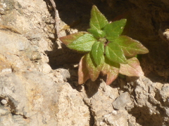 Parietaria judaica