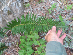 Polystichum munitum