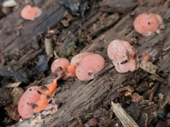 Lycogala epidendrum
