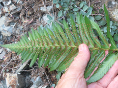 Polystichum munitum