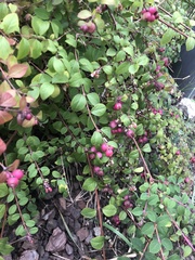 Symphoricarpos orbiculatus