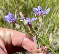 Lactuca tatarica