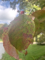 Cornus florida rubra