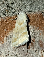 Schinia coercita