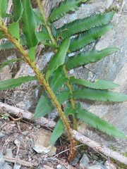 Polystichum munitum