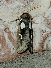 Plagiomimicus olvello