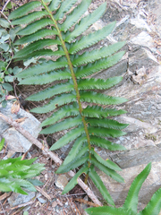 Polystichum munitum