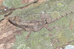 Anolis loysiana