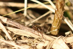 Allonemobius fasciatus