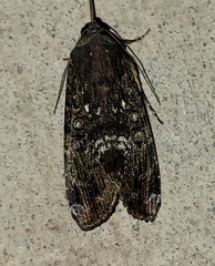 Magusa divaricata