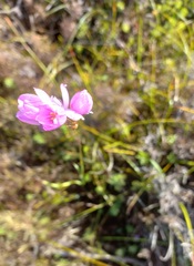 Ixia micrandra