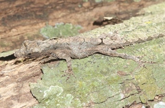 Anolis loysiana