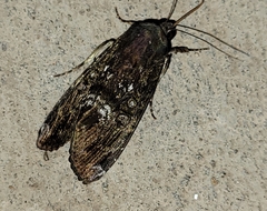 Magusa divaricata