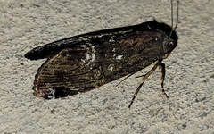 Magusa divaricata