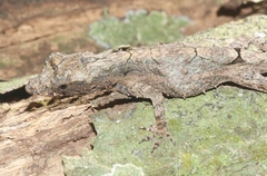 Anolis loysiana